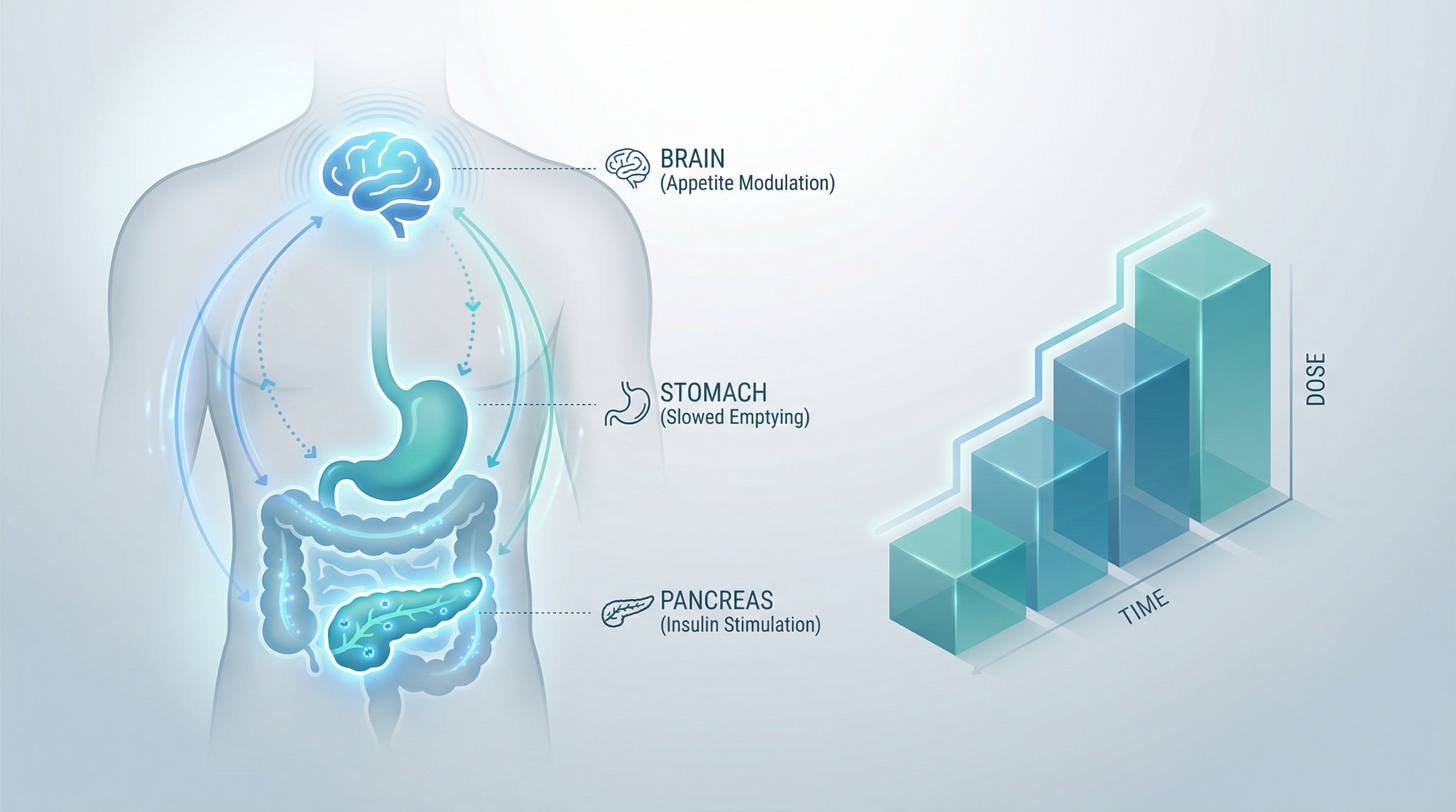 Medical illustration showing semaglutide mechanism and gradual dose escalation steps.