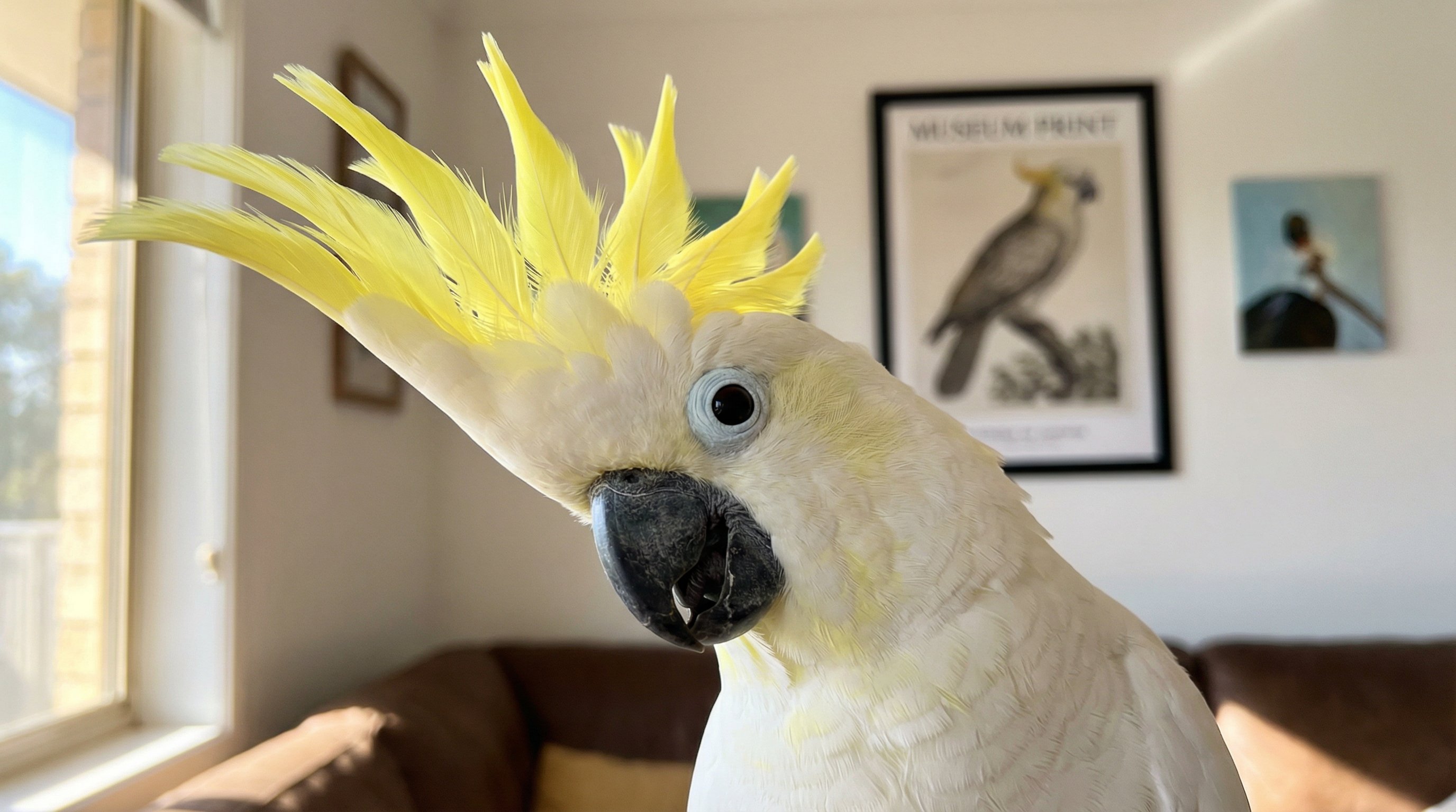 Close-up portrait of a white cockatoo with raised yellow crest in natural light.