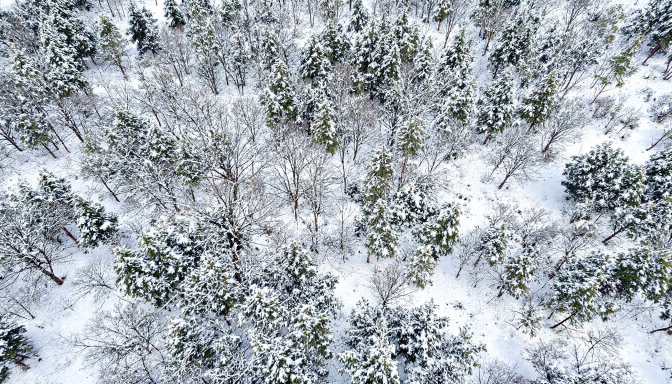 Overhead view of healthy fat sources like ghee, avocado, salmon, and nuts on a wooden table.