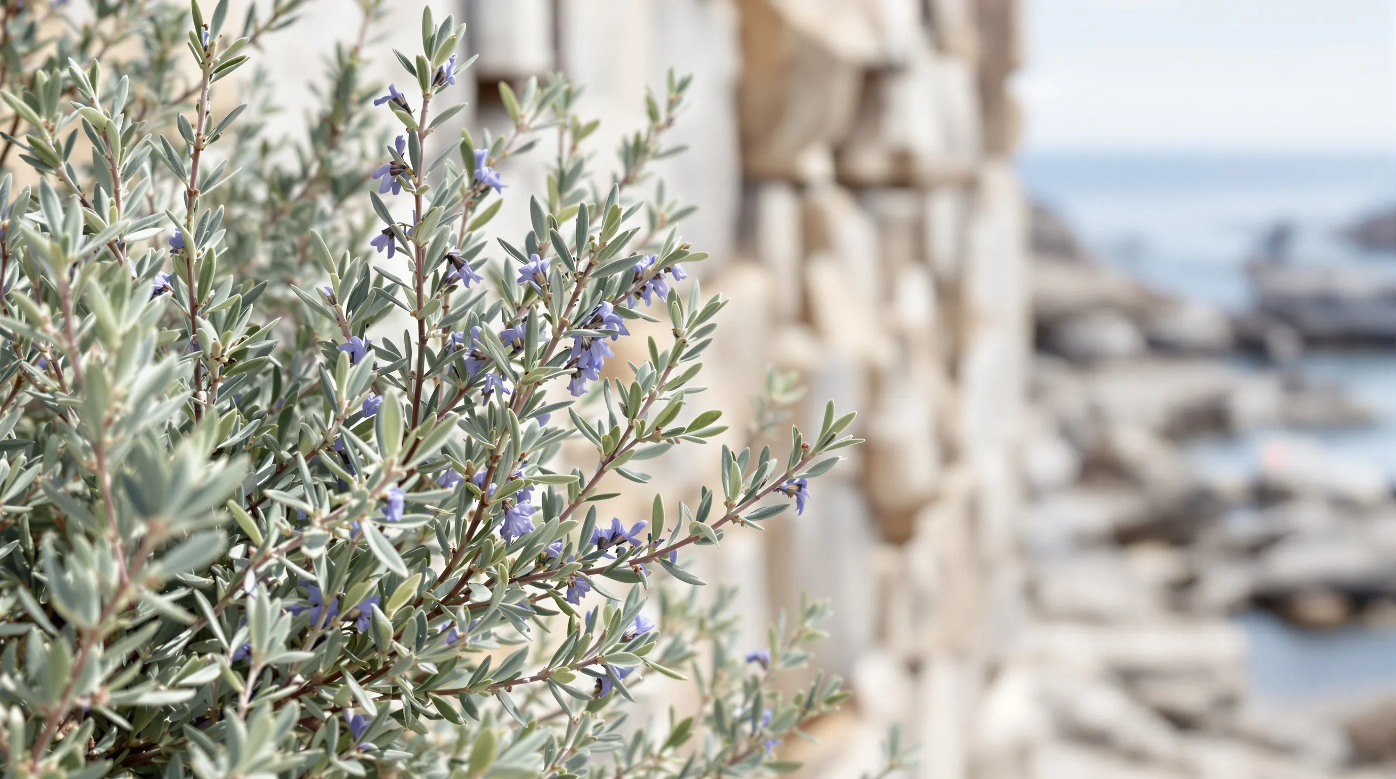Close-up of flowering rosemary by a Croatian coastal dry-stone wall.