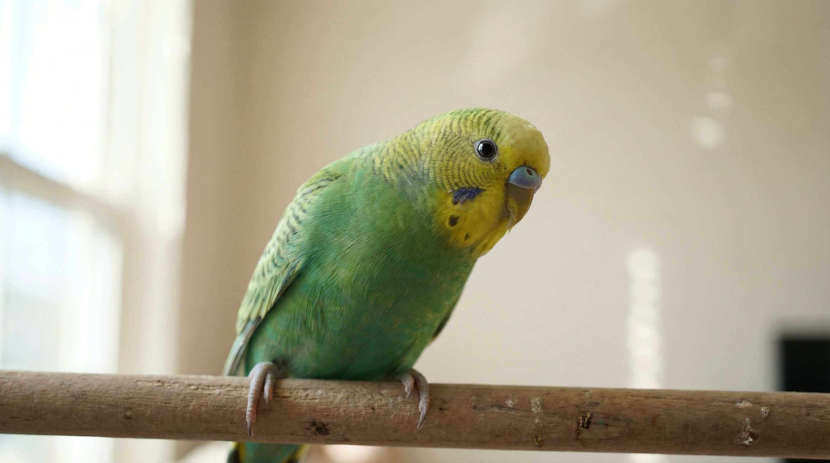 Close-up portrait of a green and yellow parakeet with bright eyes.