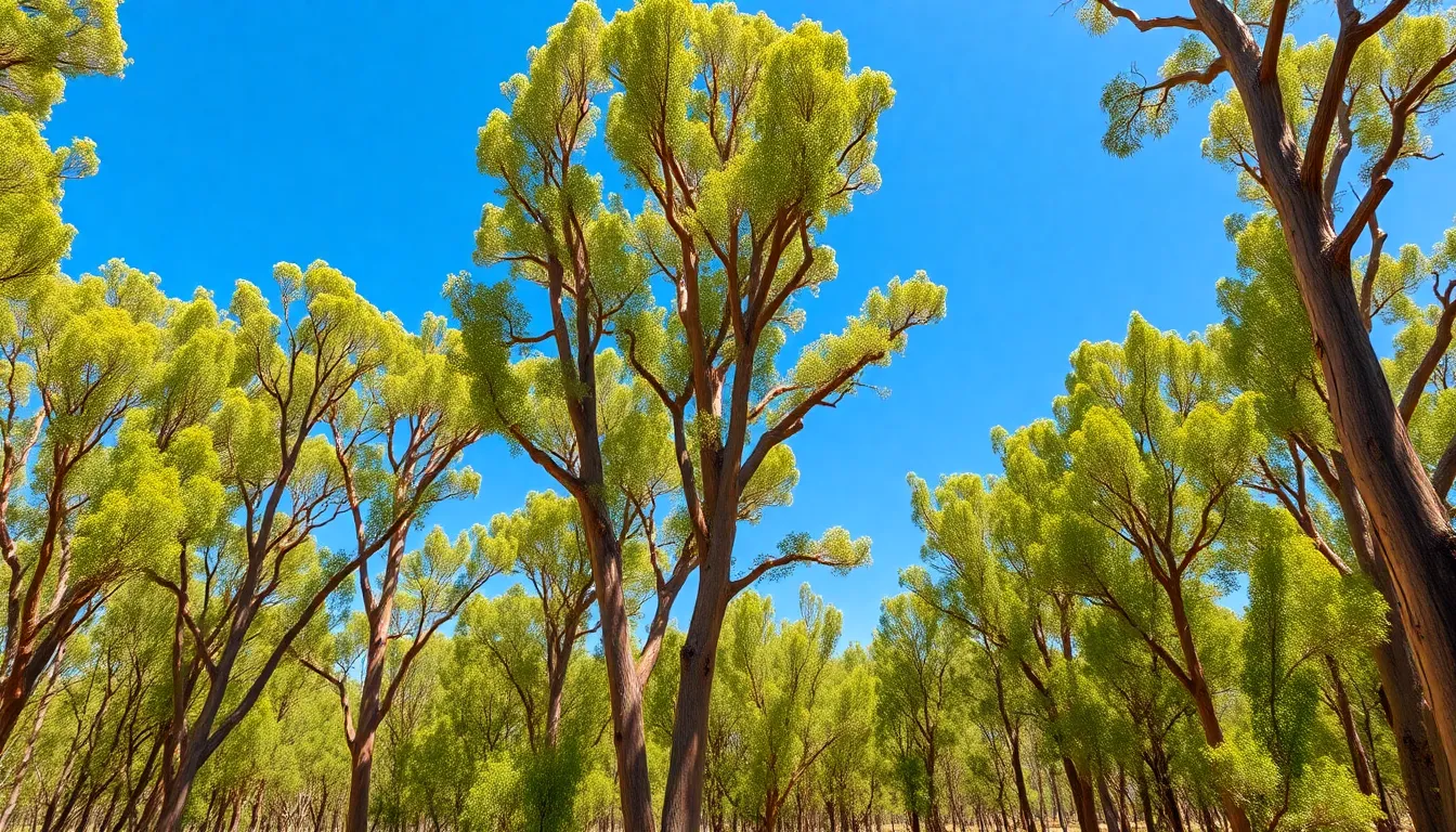 Acacia Wood: Origins, Sustainability, and Why It's Perfect for Your Home 2 jT60inHB2inPH JGT0zyqAM1HkEvYs5N